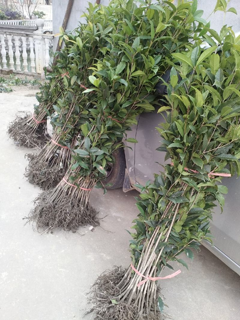 丹桂桂花树苗浓香型四季长青地栽朱砂桂花卉绿植庭院扦插绿化