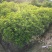 丹桂桂花树苗浓香型四季长青地栽朱砂桂花卉绿植庭院扦插绿化