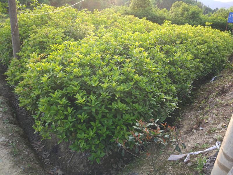 丹桂桂花树苗浓香型四季长青地栽朱砂桂花卉绿植庭院扦插绿化
