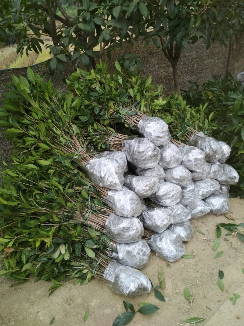 丹桂桂花树苗浓香型四季长青地栽朱砂桂花卉绿植庭院扦插绿化