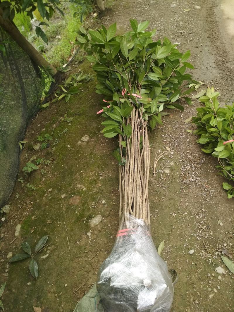 丹桂桂花树苗浓香型四季长青地栽朱砂桂花卉绿植庭院扦插绿化