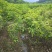 丹桂桂花树苗浓香型四季长青地栽朱砂桂花卉绿植庭院扦插绿化