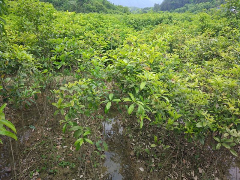 丹桂桂花树苗浓香型四季长青地栽朱砂桂花卉绿植庭院扦插绿化