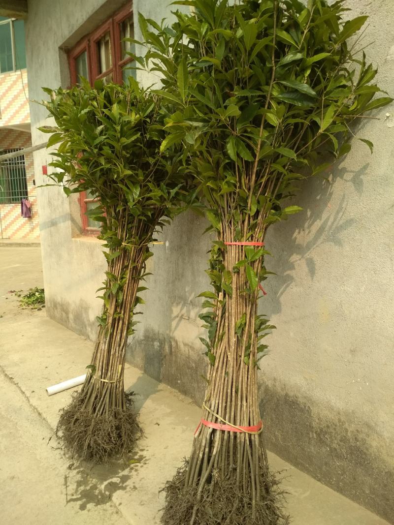 丹桂桂花树苗浓香型四季长青地栽朱砂桂花卉绿植庭院扦插绿化