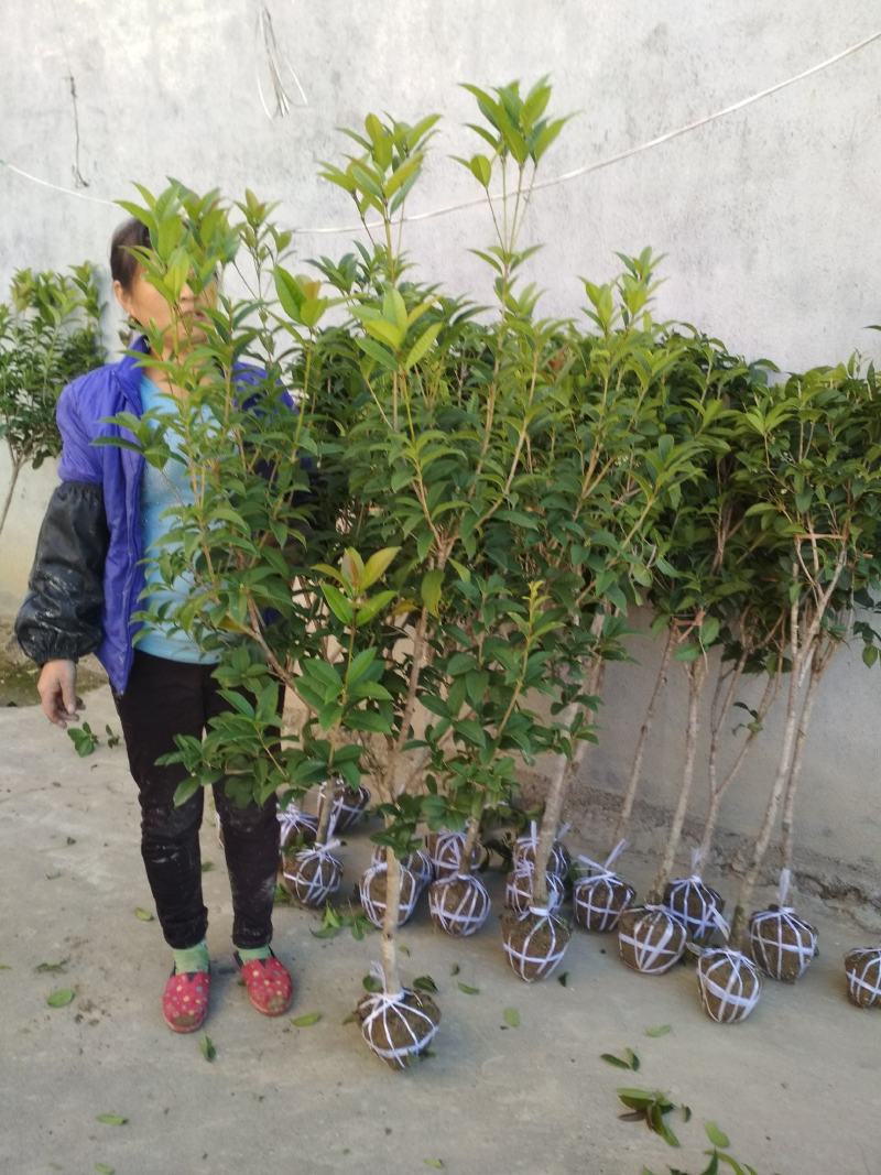 地栽四季桂大型桂花树庭院月月桂开花型花卉常青植物盆景室内