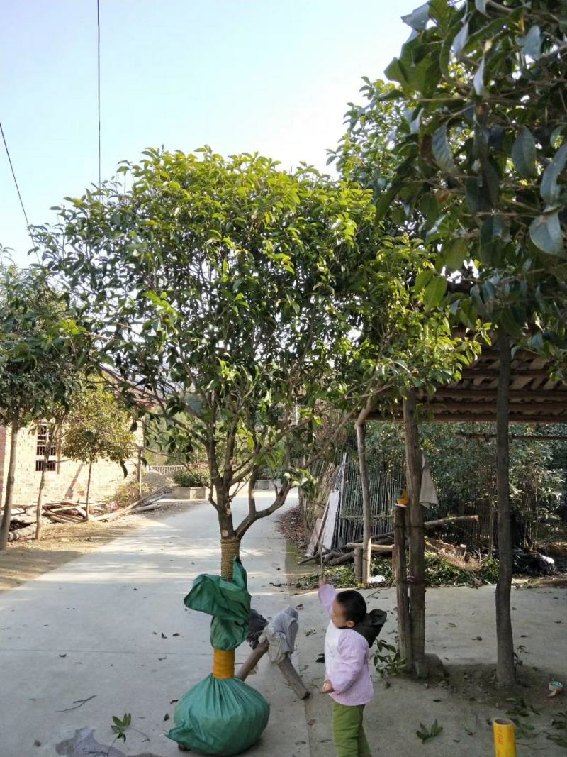 地栽四季桂大型桂花树庭院月月桂开花型花卉常青植物盆景室内
