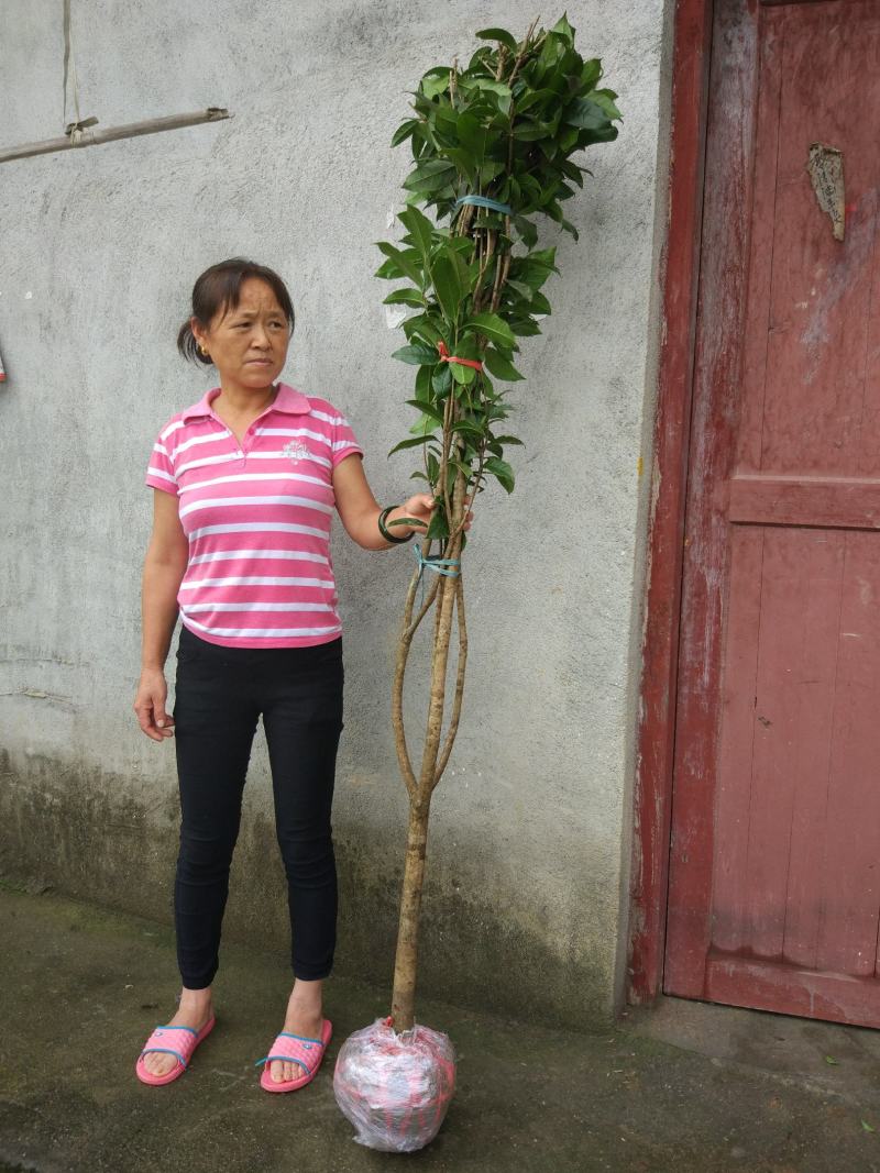 地栽四季桂大型桂花树庭院月月桂开花型花卉常青植物盆景室内