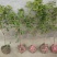地栽四季桂大型桂花树庭院月月桂开花型花卉常青植物盆景室内