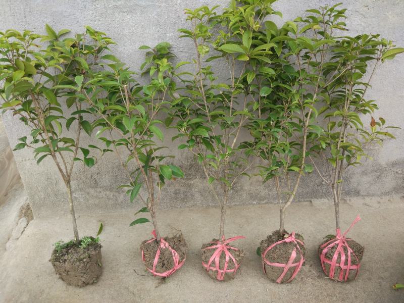 地栽四季桂大型桂花树庭院月月桂开花型花卉常青植物盆景室内