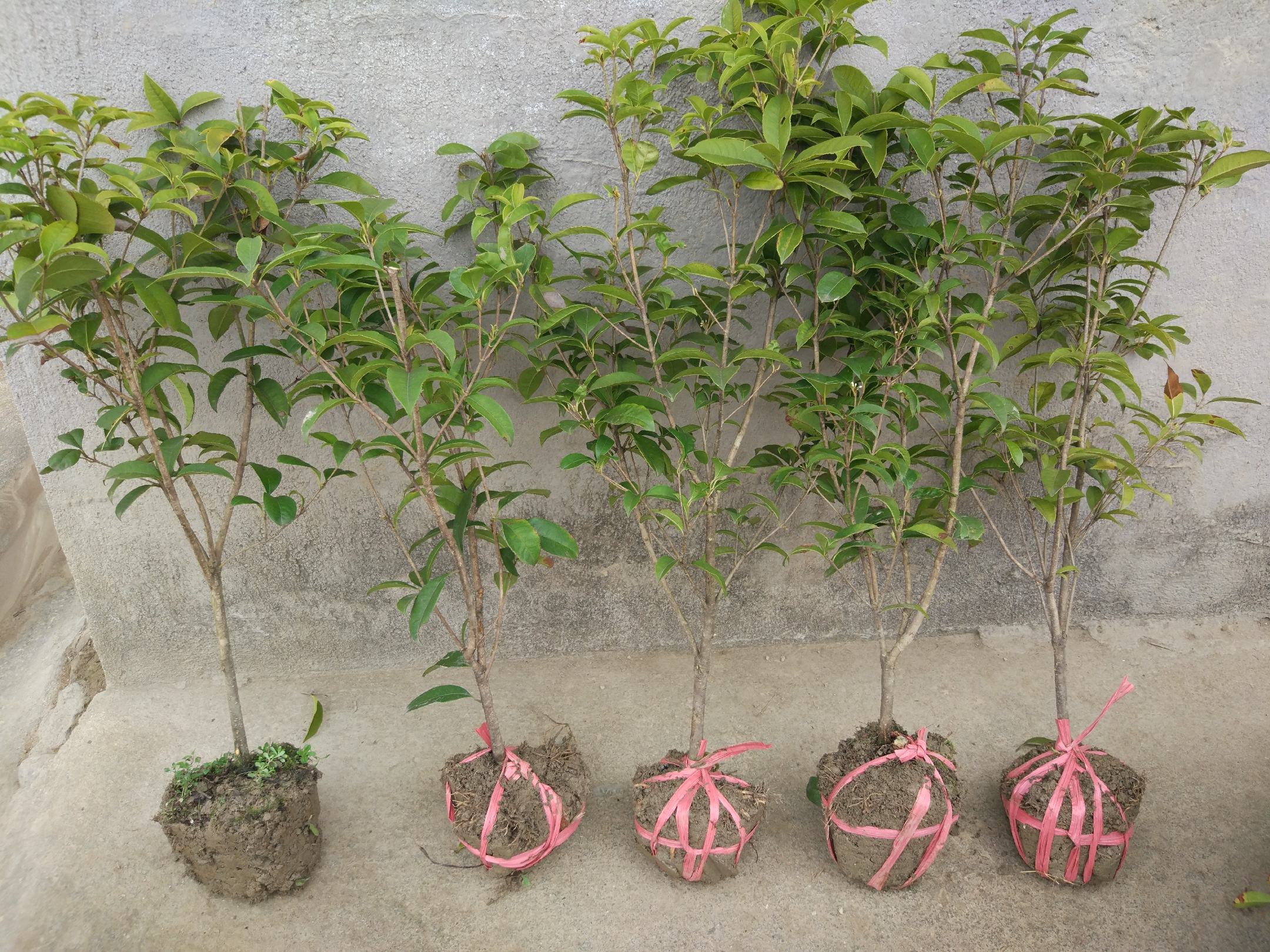 展示四季桂花修剪整形操作过程 四季桂花修剪整形