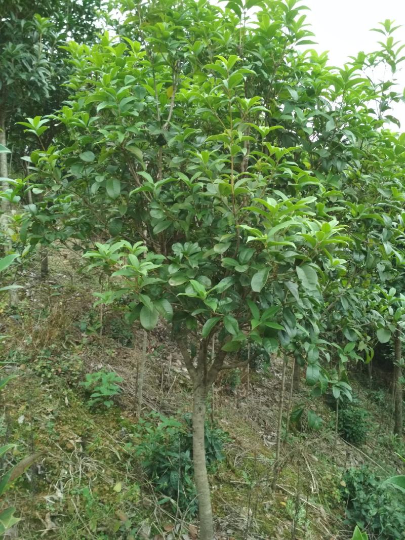 地栽四季桂大型桂花树庭院月月桂开花型花卉常青植物盆景室内