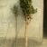 地栽四季桂大型桂花树庭院月月桂开花型花卉常青植物盆景室内