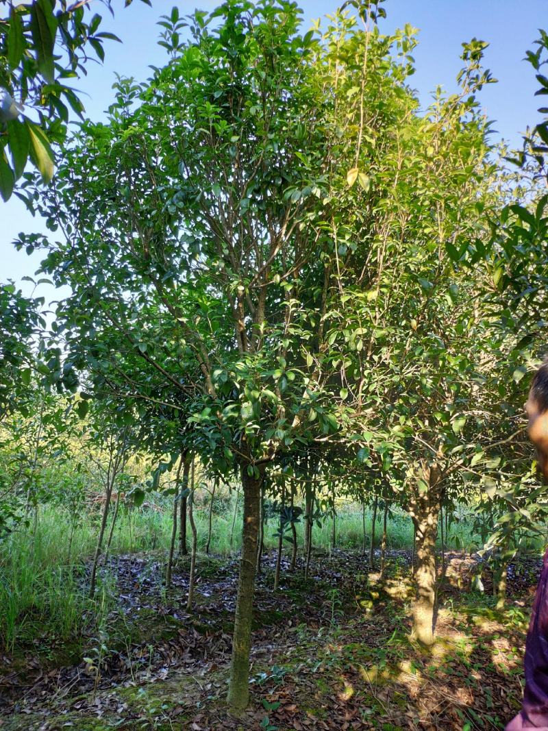 地栽四季桂大型桂花树庭院月月桂开花型花卉常青植物盆景室内