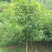 地栽四季桂大型桂花树庭院月月桂开花型花卉常青植物盆景室内