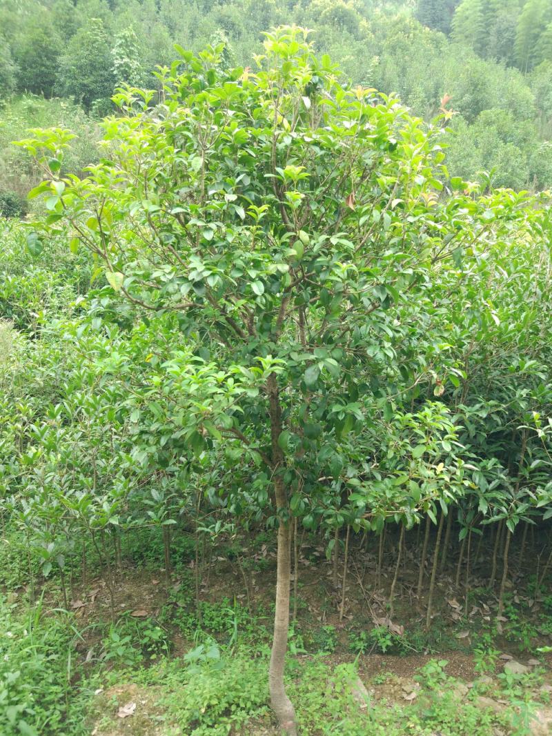 地栽四季桂大型桂花树庭院月月桂开花型花卉常青植物盆景室内