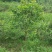 地栽四季桂大型桂花树庭院月月桂开花型花卉常青植物盆景室内
