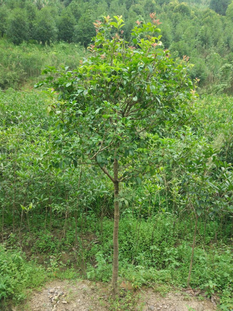 地栽四季桂大型桂花树庭院月月桂开花型花卉常青植物盆景室内