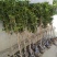 地栽四季桂大型桂花树庭院月月桂开花型花卉常青植物盆景室内
