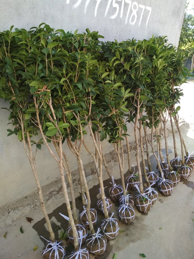地栽四季桂大型桂花树庭院月月桂开花型花卉常青植物盆景室内