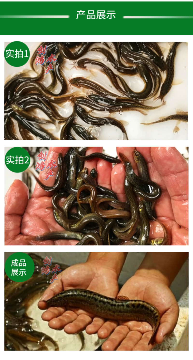 【养殖包销稻田养殖】台湾泥鳅苗泥鳅鱼苗泥鳅水花