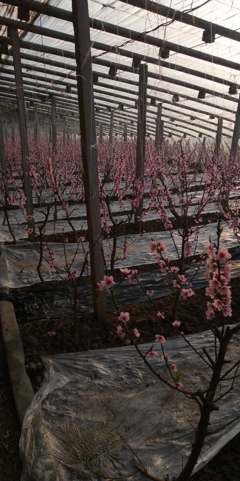 乐亭春雪毛桃三月一号大量上市，个大口感好，颜色漂亮耐运输