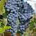 蓝宝石葡萄苗葡萄果树种植盆栽地栽南北方庭院当年结果巨峰树