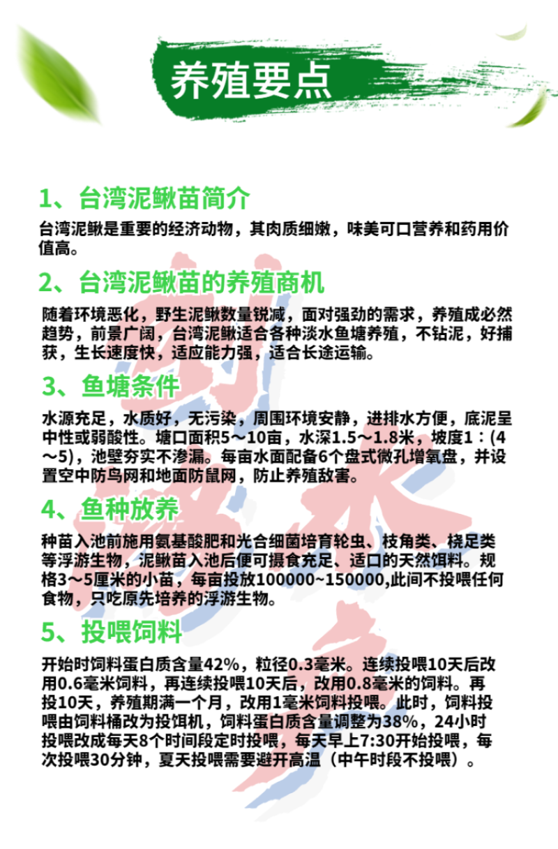 【特价批发】台湾泥鳅苗不钻泥的泥鳅鱼苗泥鳅水花供应