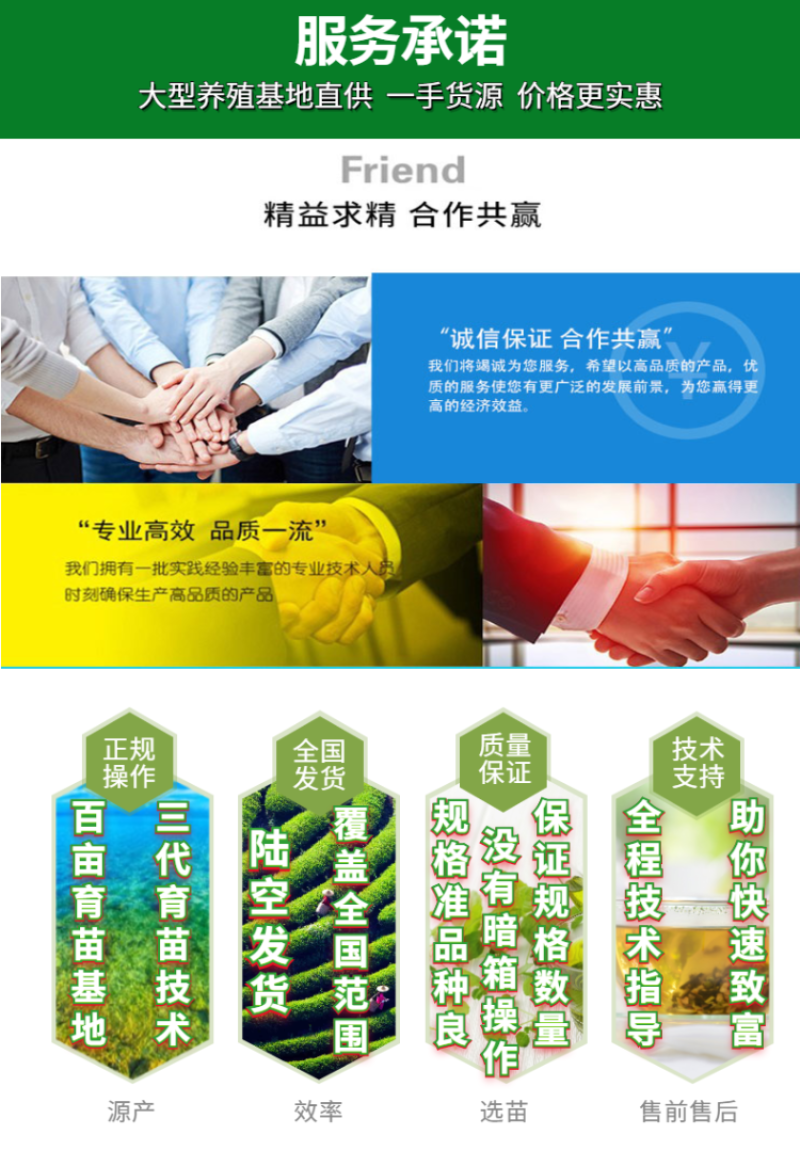 【特价批发】台湾泥鳅苗不钻泥的泥鳅鱼苗泥鳅水花供应