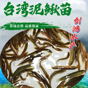 【特价批发】台湾泥鳅苗不钻泥的泥鳅鱼苗泥鳅水花供应