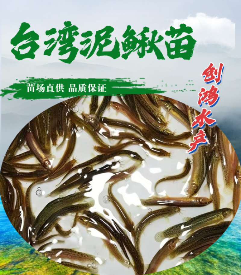 【特价批发】台湾泥鳅苗不钻泥的泥鳅鱼苗泥鳅水花供应