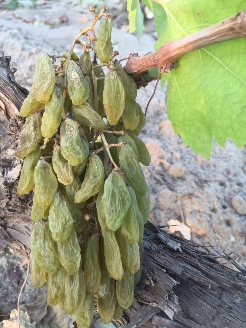 新疆吐鲁番绿香妃葡萄干葡萄干中的贵族香甜