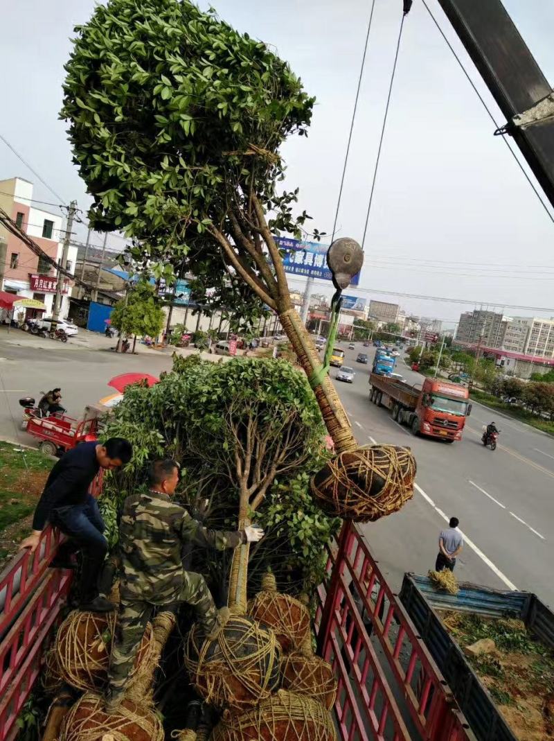 丹桂大树红桂花状元红朱砂桂深秋八月开花庭院盆栽征地桂花树