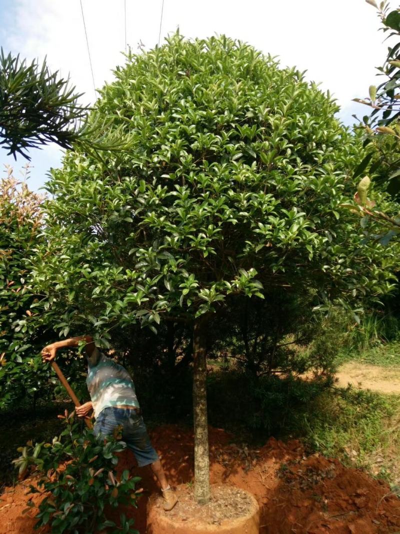 丹桂大树红桂花状元红朱砂桂深秋八月开花庭院盆栽征地桂花树