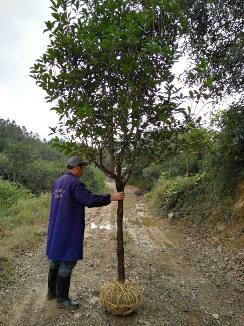 丹桂大树红桂花状元红朱砂桂深秋八月开花庭院盆栽征地桂花树