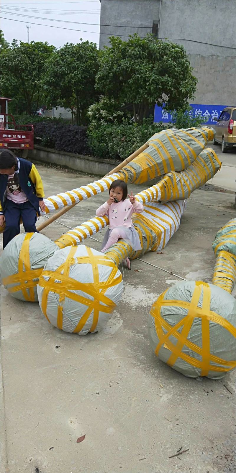 丹桂大树红桂花状元红朱砂桂深秋八月开花庭院盆栽征地桂花树