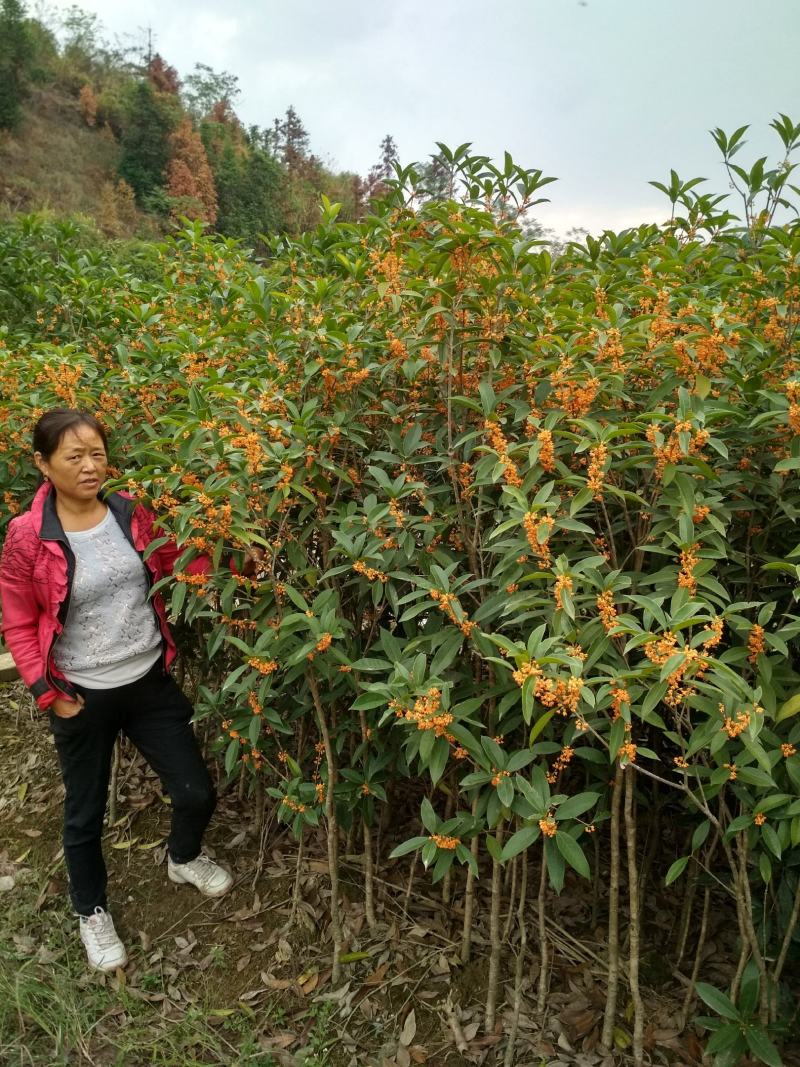 丹桂大树红桂花状元红朱砂桂深秋八月开花庭院盆栽征地桂花树