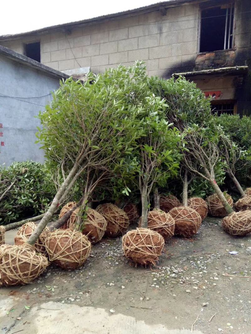 丹桂大树红桂花状元红朱砂桂深秋八月开花庭院盆栽征地桂花树