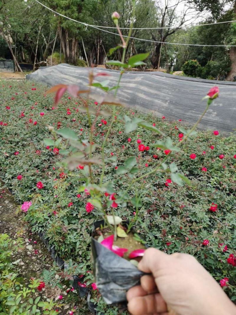 福建省漳州市供应绿庭院设计，丰花月季大小规格袋苗