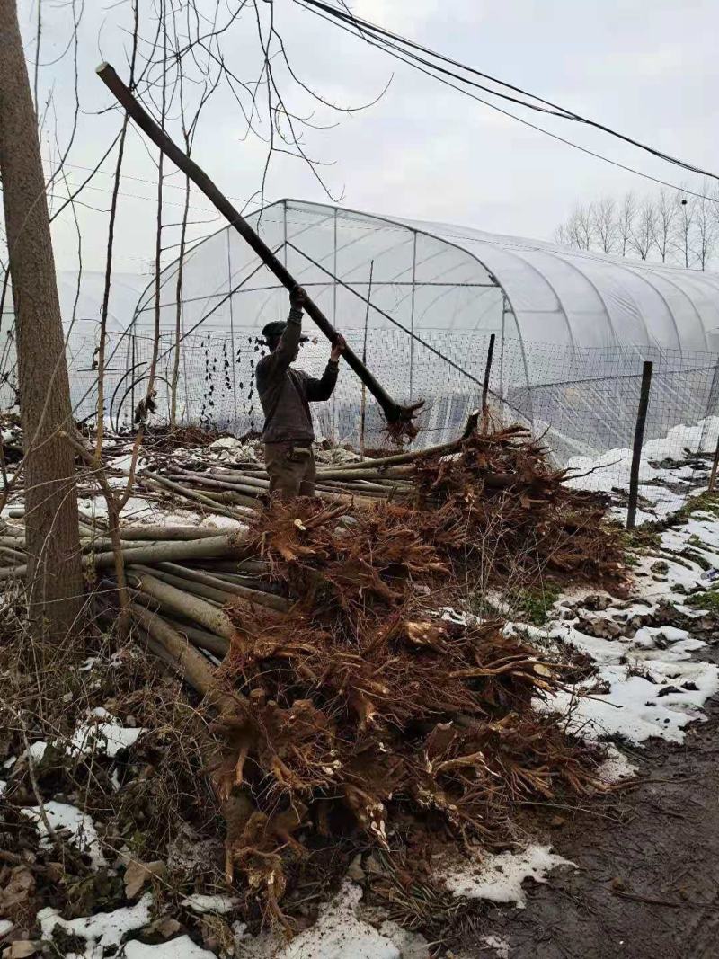 栾树栾树3-15公分都有可以视频看货选苗