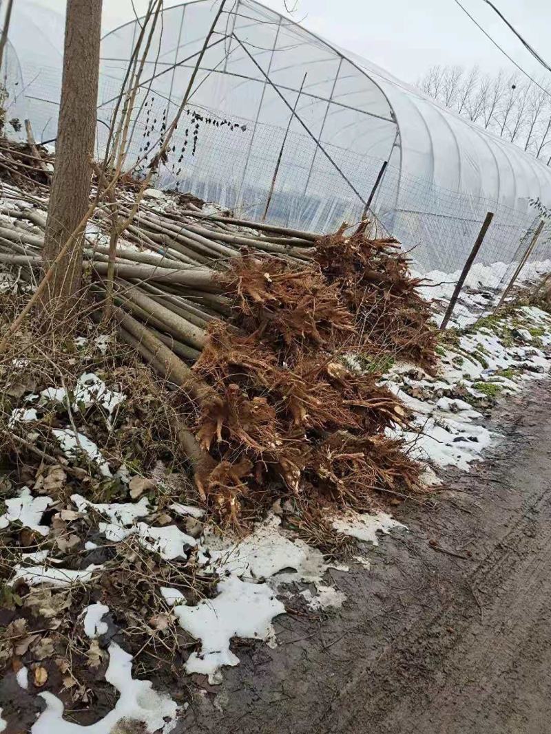 栾树栾树3-15公分都有可以视频看货选苗