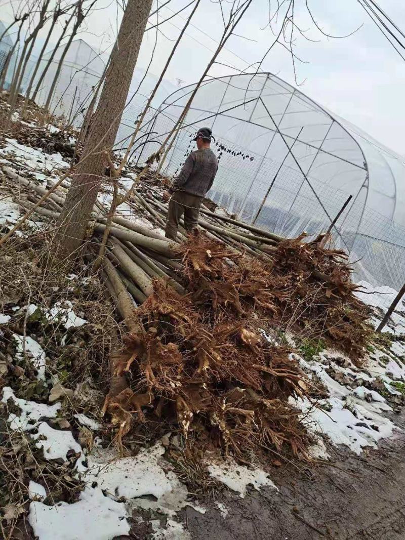 栾树栾树3-15公分都有可以视频看货选苗