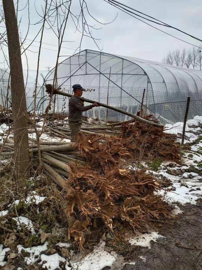 栾树栾树3-15公分都有可以视频看货选苗