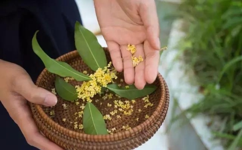 金桂大树大型八月桂桂花树室外地栽原生浓香型庭院秋季开花黄