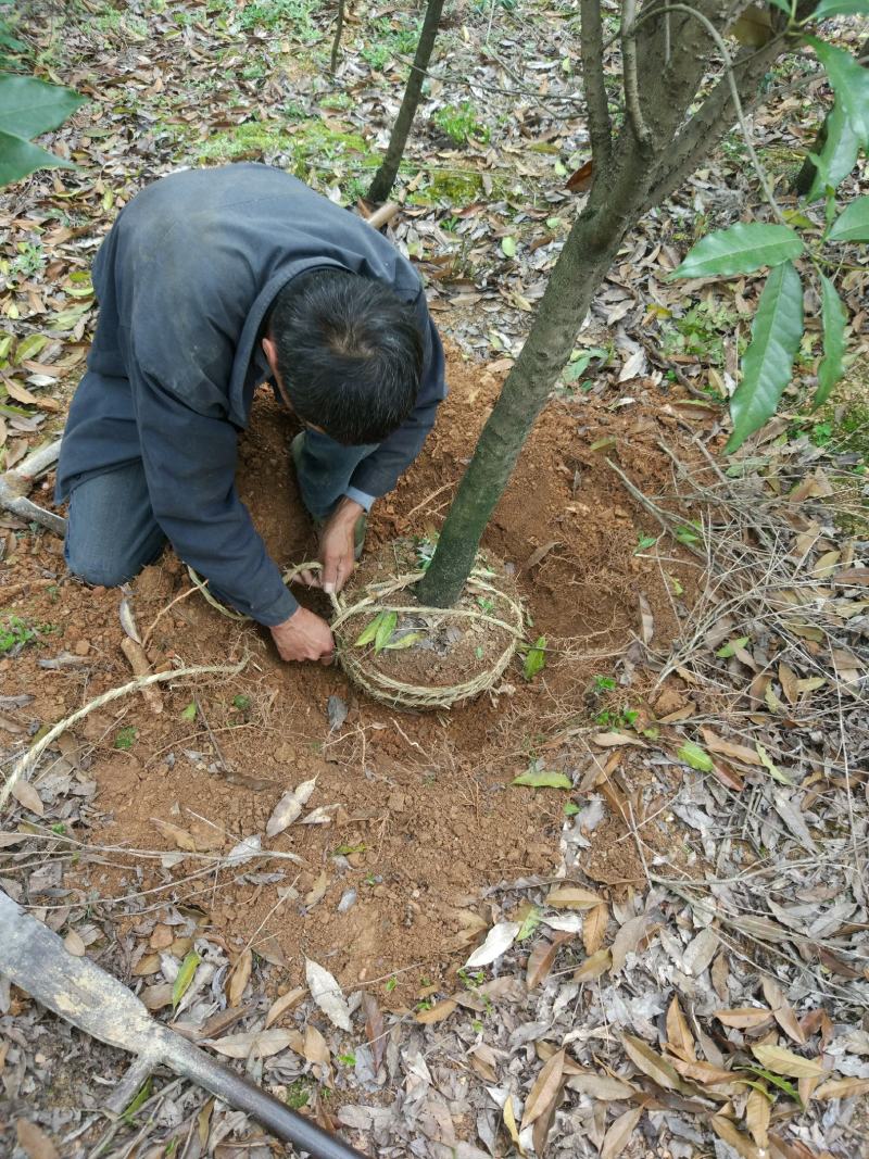 金桂大树大型八月桂桂花树室外地栽原生浓香型庭院秋季开花黄