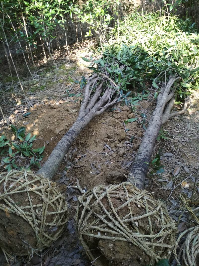 金桂大树大型八月桂桂花树室外地栽原生浓香型庭院秋季开花黄