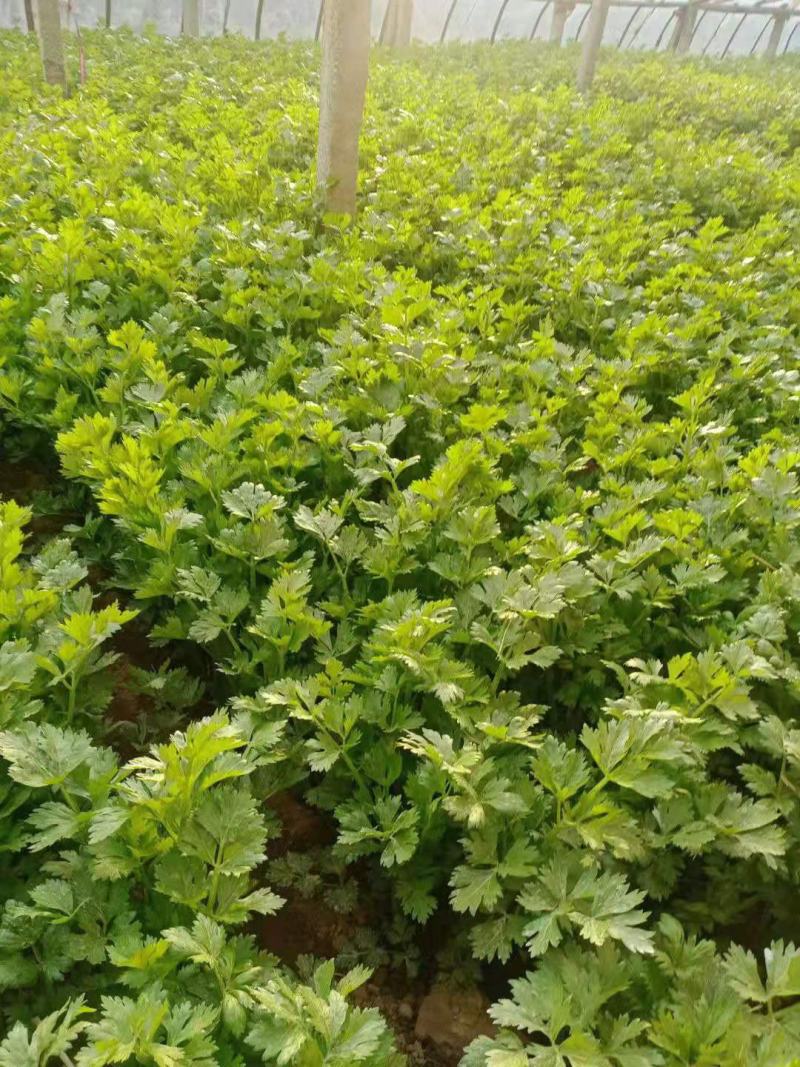 芹菜大量出售中，欢迎老板们选购，质量保证