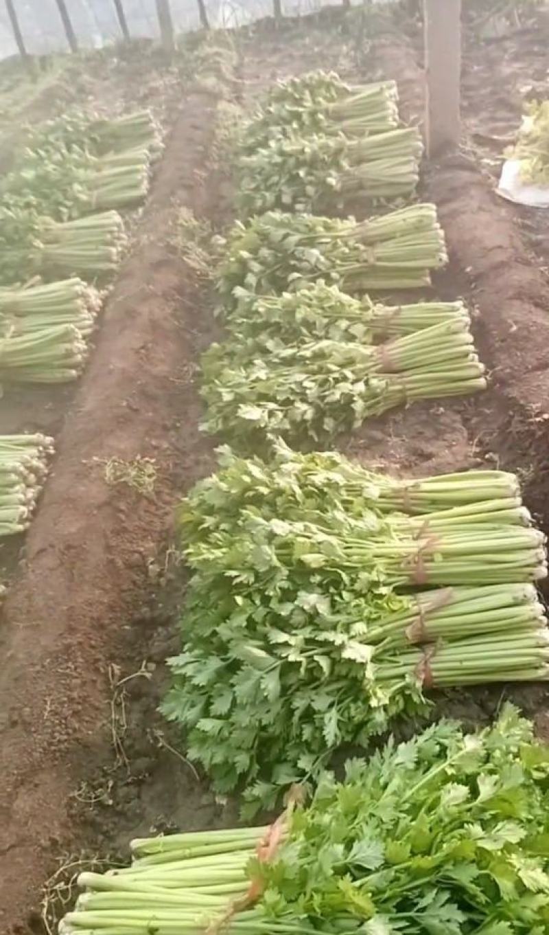 芹菜大量出售中，欢迎老板们选购，质量保证