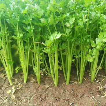 芹菜大量出售中，欢迎老板们选购，质量保证