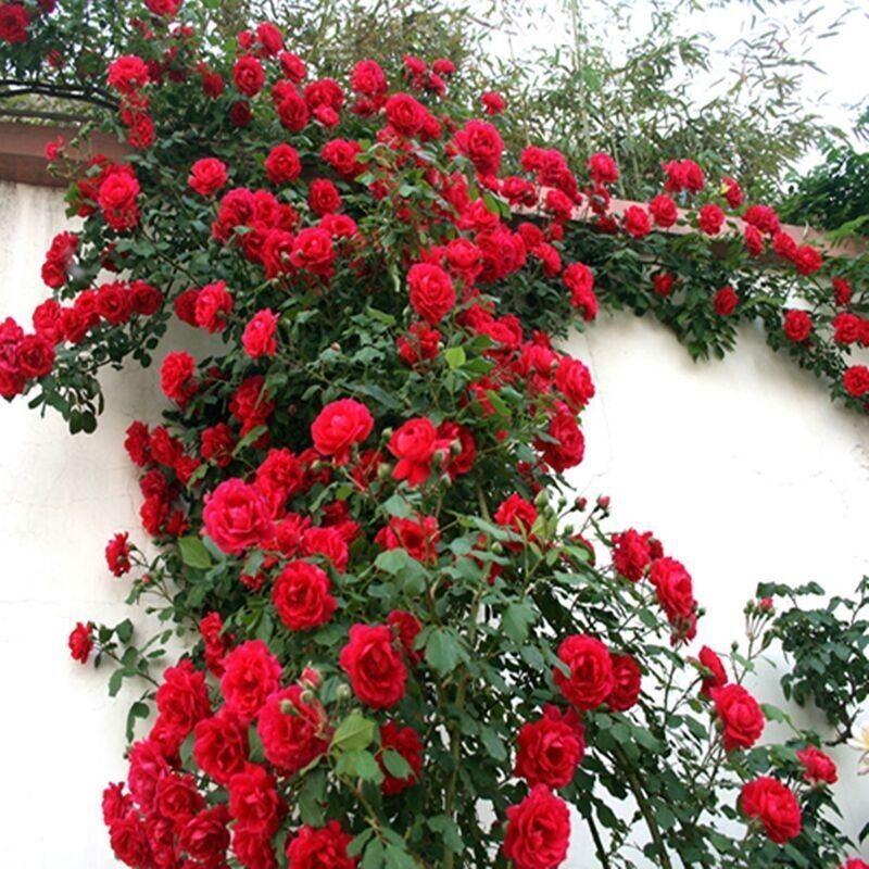 四季开花蔷薇花苗室内外爬藤绿植物藤本月季玫瑰花苗庭院盆栽