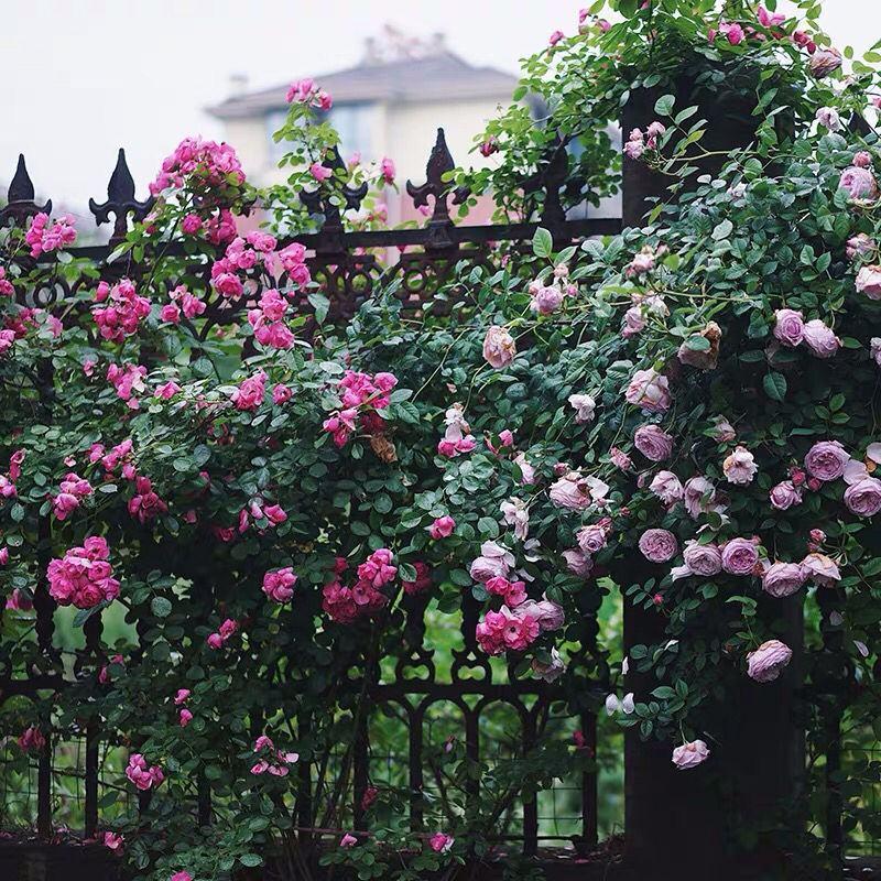 四季开花蔷薇花苗室内外爬藤绿植物藤本月季玫瑰花苗庭院盆栽
